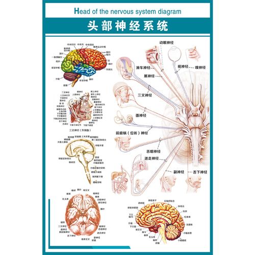 医学大脑挂图头部神经系统pvc高清写真定做海报写真