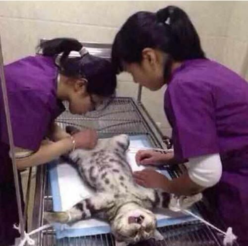 做完绝育手术后,看着被割下的蛋蛋,喵星人的反应让人心酸