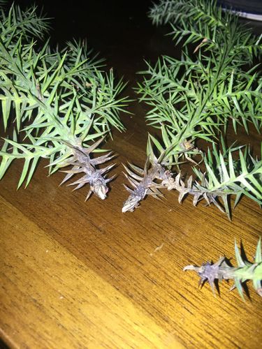 紧急求助,澳洲杉近二天莫名在枝的端部发软发烂,一碰就掉下来.