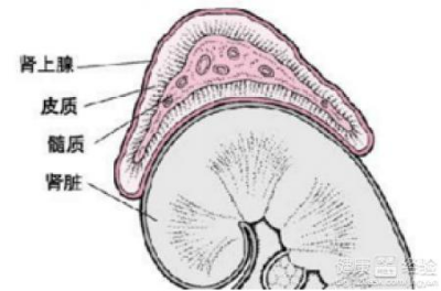 3,肾上腺——性腺综合征是比较常见的性早熟.