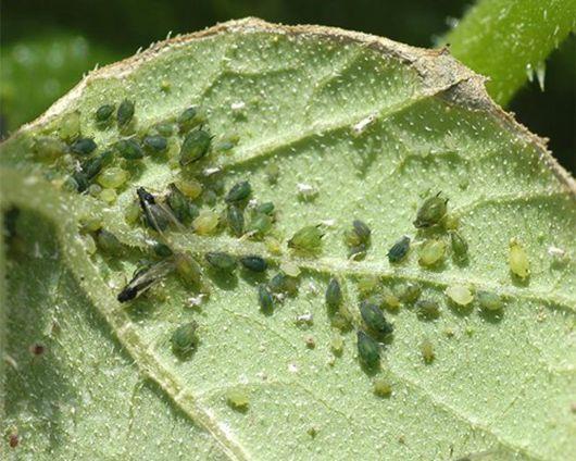 图12黄瓜红蜘蛛9.白粉虱①物理防治.