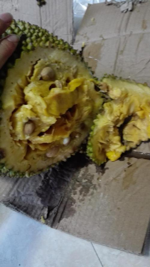 菠萝蜜坏果图片