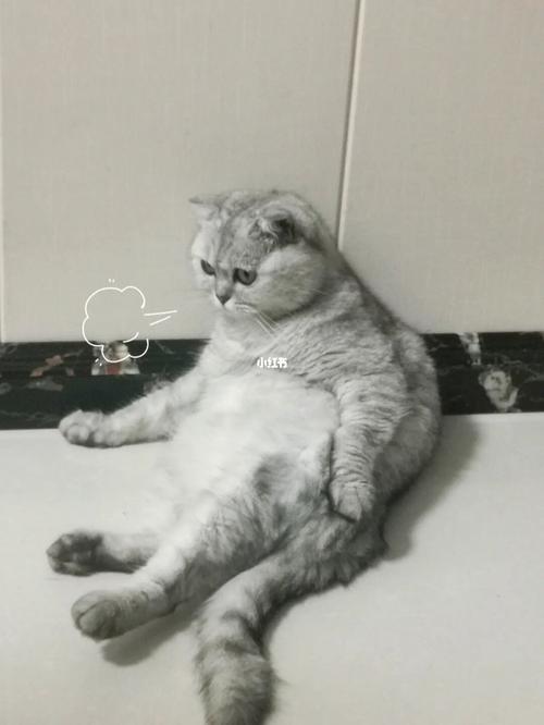 生活不易,猫猫叹气_猫咪_猫咪日常_宠物_猫_晒猫