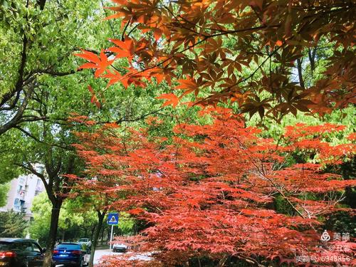 樟树花开满城香