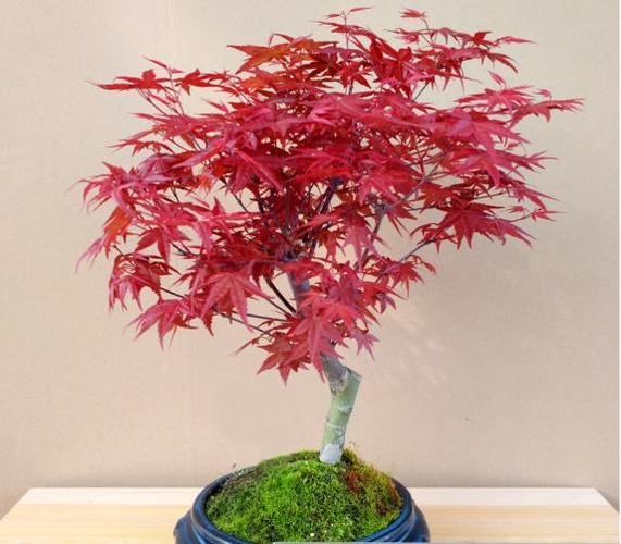 日本红枫红舞姬植物非试管高效快繁日本红枫红舞姬