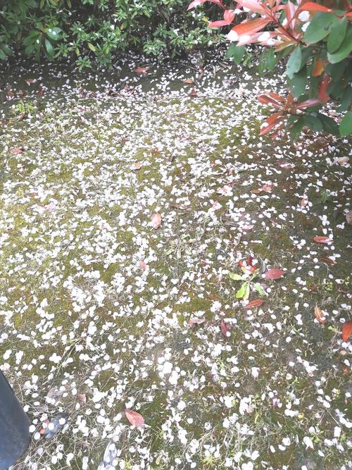 春来花满枝,花落满地香.