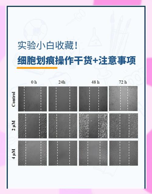 细胞划痕实验全攻略:步骤与注意事项