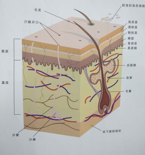 每日一荐之——认识你的皮肤