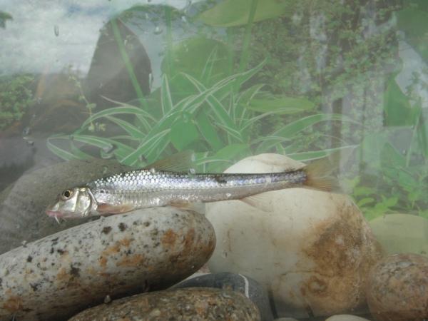 那个高人知道这是什么鱼?