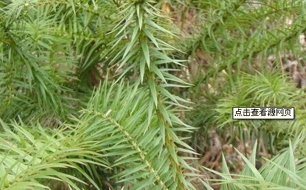 请问这种叶子是刺的叫什么树