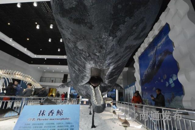 洋口港"香鲸馆"今天开馆,票价50元,每周开放6天