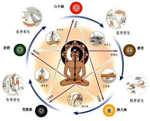 五脏是什么(中医基础理论)