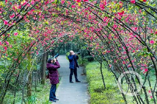 重庆南川:春光好景 乐赏花