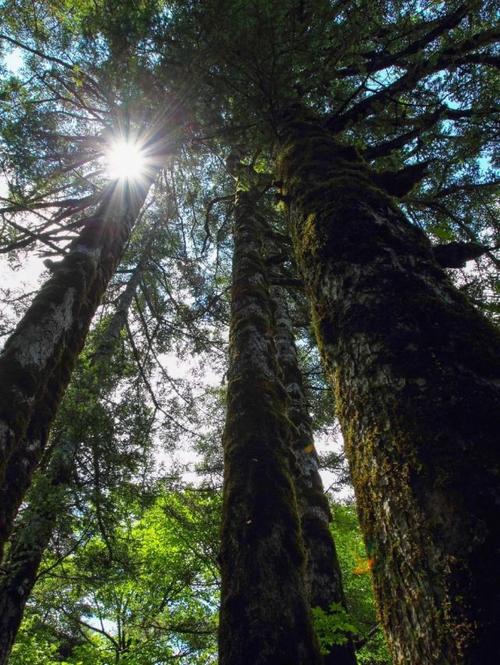 "神农架"现状,带你看看真正的原始林区