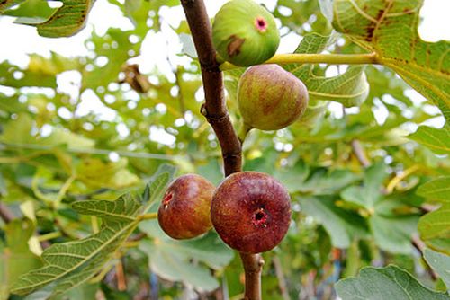 富含氨基酸的生命之果无花果