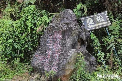 走进茶山——曼松的古树与小树