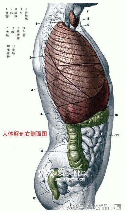人体及各系统器官解剖示意图——很多人对自身的零部件并不清楚