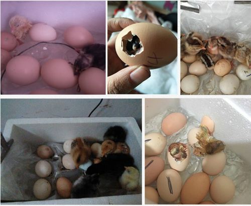 浮抱小鸡机器水床孵化机全自动小型家用型孔雀孵蛋器鸭鹅鸽子小鸡孵化