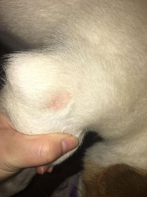 狗狗手肘弯曲的地方 发现这样 是什么原因要怎么办呐?