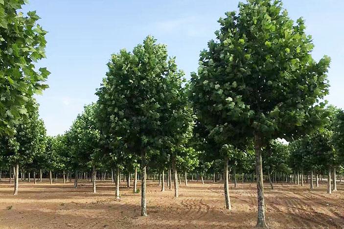 速生法桐