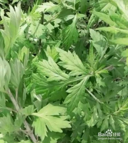 区分真假艾草主要有五种方法.一是看外观.
