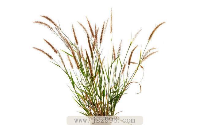 单子叶植物有哪些