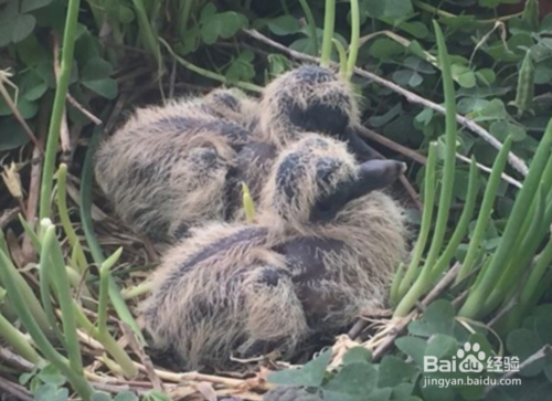 斑鸠幼崽拉稀怎么办