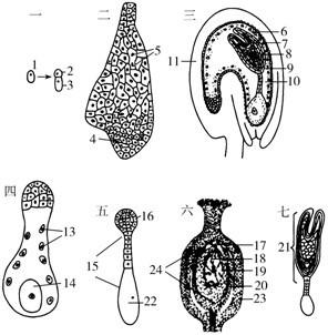 下图为荠菜胚及胚乳发育过程示意图,请据图回答问题.