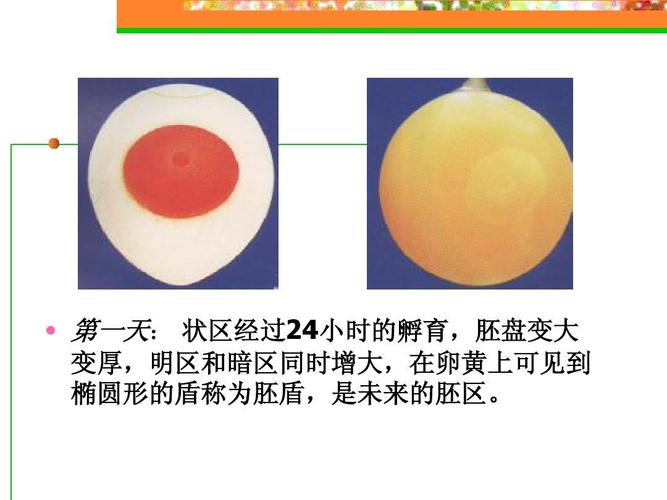种蛋胚胎发育图谱ppt