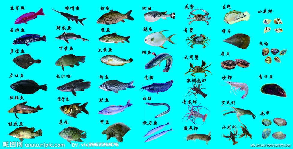 海鲜大全图片[源文件,psd]