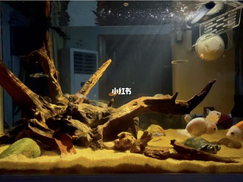 沉木缸_鱼缸_鱼缸造景_家居家装_家居装饰
