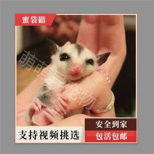 自家繁殖白脸蜜袋鼯纯白蜜袋鼯宠物马赛克袋鼠幼崽白金铂金高端蜜