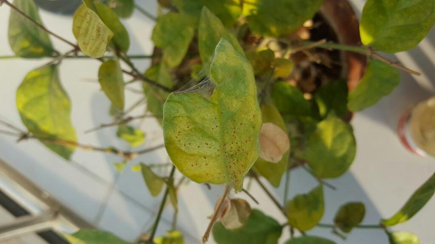 茉莉花受虫害了,请帮忙看看这个是什么虫子,如何防治?