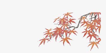 国画,水彩,枫树枫叶