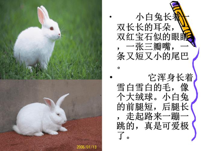 二年级写话-描写小动物.ppt