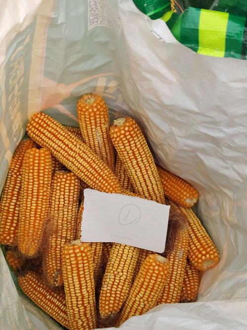 中国种子协会寻找玉米高产品种-黄水晶新单58