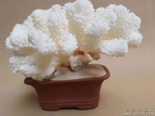 海底珍稀的宝石,天然深海白珊瑚盆景摆件