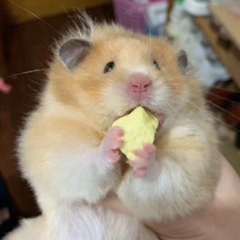 金丝熊 超级可爱的长毛