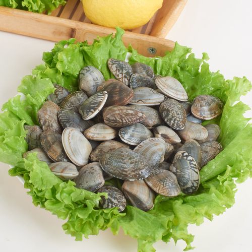 青岛新鲜海鲜蛤蜊鲜活包邮免运费水产花蛤嘎啦肉鲜活500g