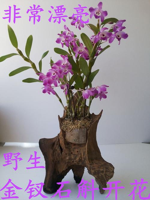 贵州野生金钗石斛兰花苗盆栽观赏药比铁皮好石斛苗送基质教程