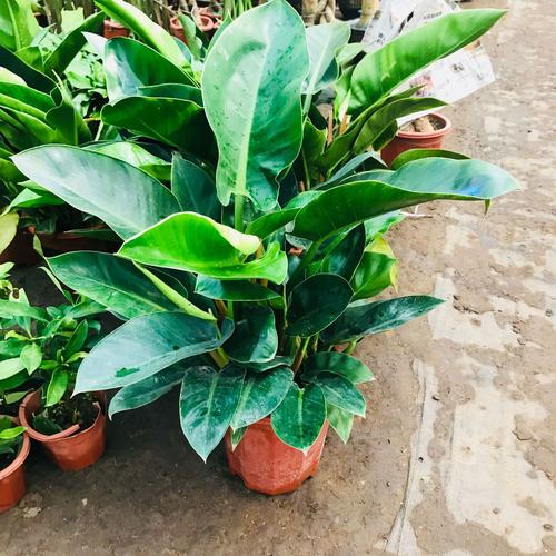 大叶金钻 四季常青绿叶公主盆 吸甲醛客厅阳台办公室盆景花卉金钻