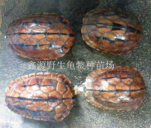 海南野生金钱龟图片