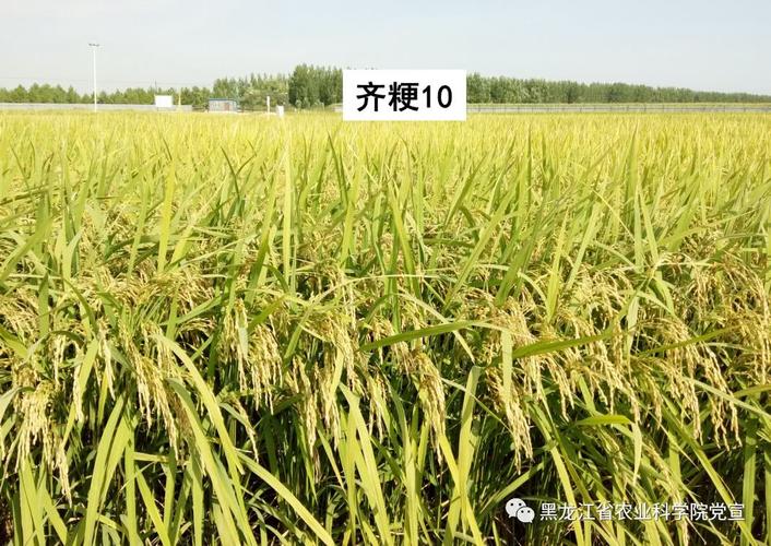 黑龙江省农业科学院优良品种展播-齐粳10水稻