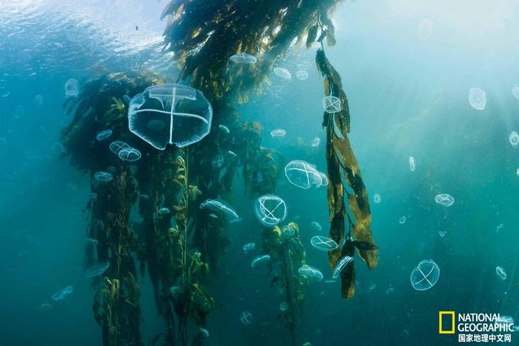 建立了雅加内斯海洋保护区,丰富的生物资源为栖息地带来了光明的未来