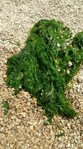 这种河里的绿色丝带水草叫什么名字