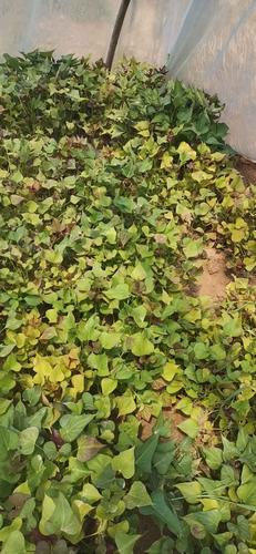 请问一下,红薯苗叶子发黄,卷叶是什么原因?怎么防治?