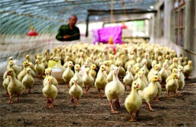 雏鹅饲养注意事项 - 养鹅技术 - 黔农网