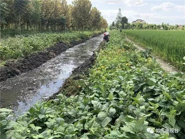 对 21条黑臭河进行全面整治 预计到本月底 在位于曹埠镇甜水村的一处