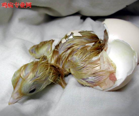 自拍小鸡生长全过程