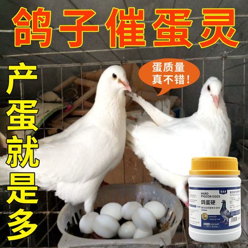 鸽子催蛋灵【快速下蛋】防治鸽子不下蛋下小蛋软壳蛋